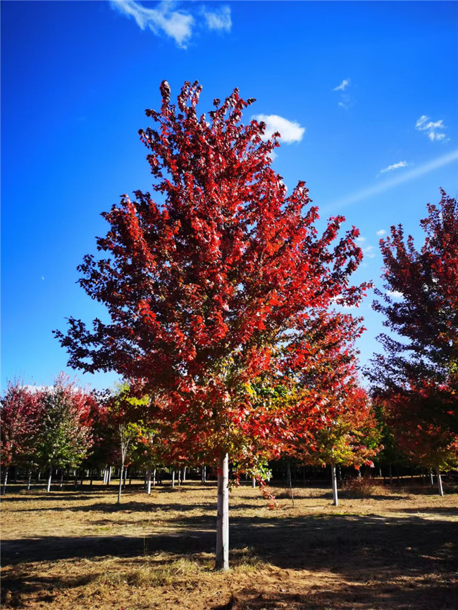 美國(guó)紅楓火焰