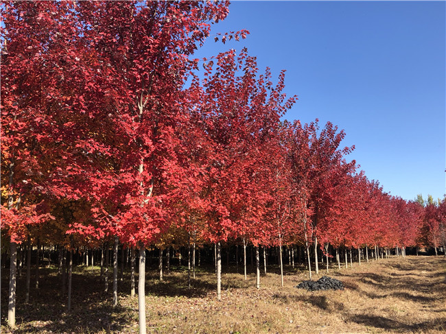 美國紅楓火焰