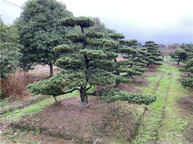 日本五針松