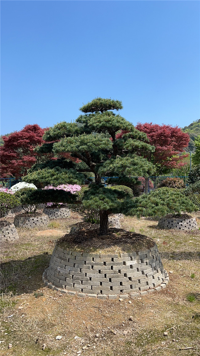 日本五針松