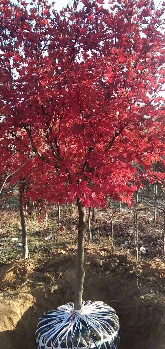 日本紅楓