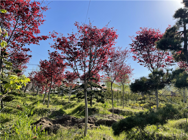 日本紅楓